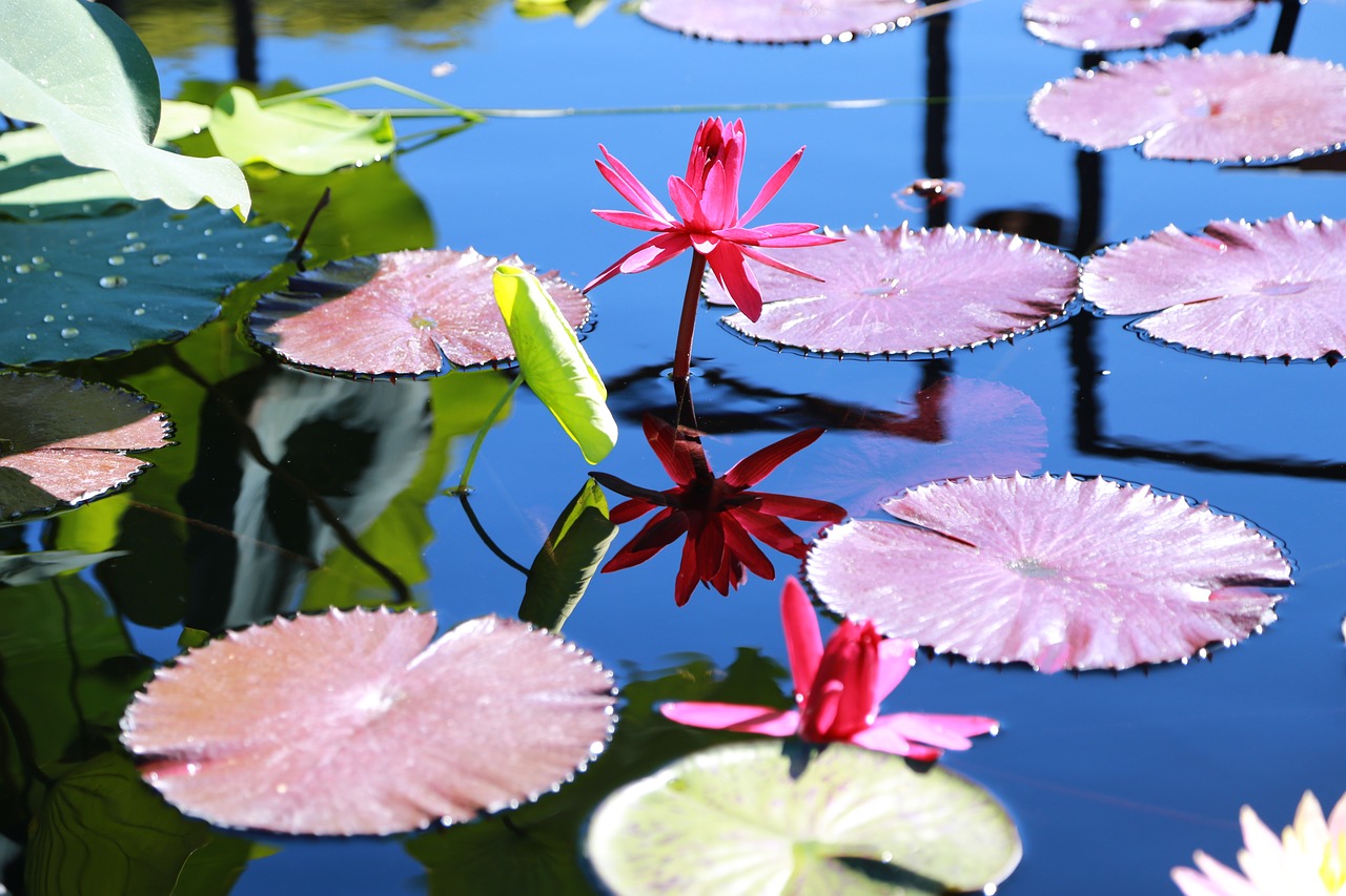 The Enduring Philosophy of Buddhism: From Origins to Modern Day